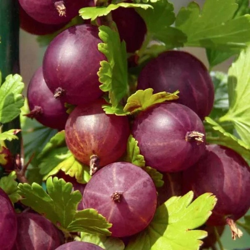 Piros egres - köszméte - Ribes uva-crispa, Ribes uva-crispa, fagytűrő, télálló, gyümölcs